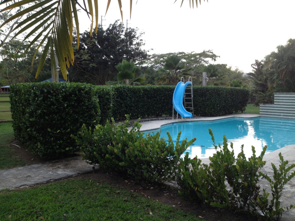 Ficus Hedge Trimming