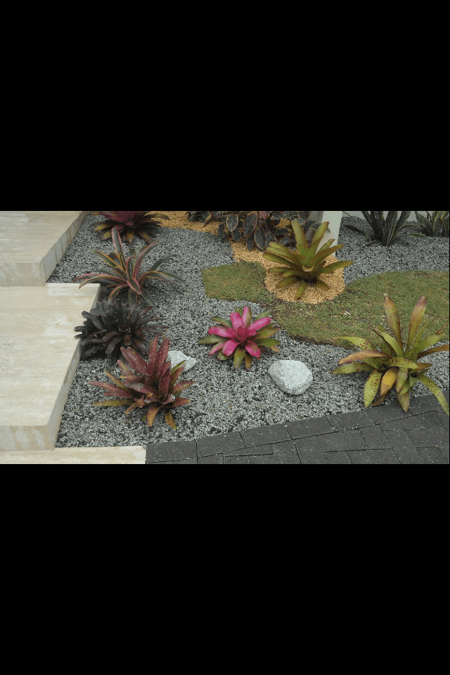 bromelias en gravilla