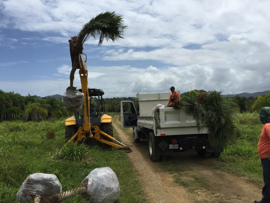 Palmitas para para&nbsp;cliente