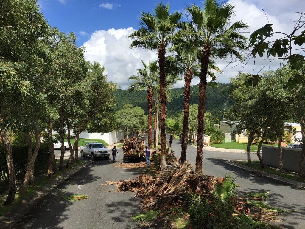 Limpieza de palmas y poda de&nbsp;Arbol
