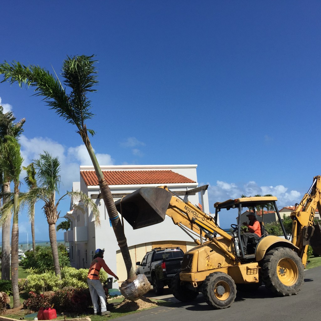 Palmitas para cliente